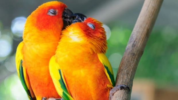 couple parrot  Male and Female