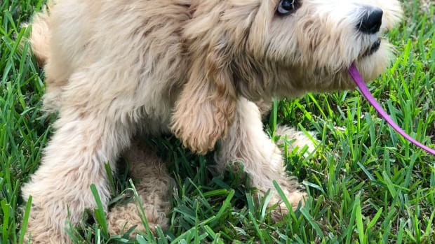 Goldendoodle puppy playing in the grass