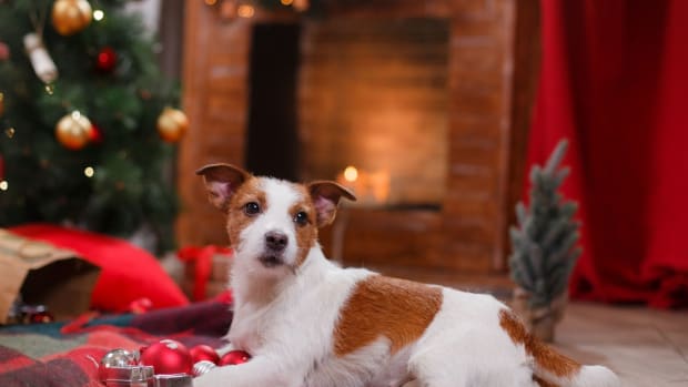 Holiday Safety Tips for Dogs and Puppies