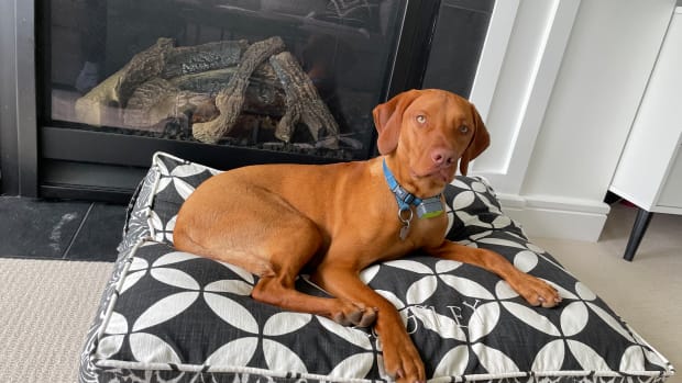 Is a Vizsla a Good Dog for Your Family