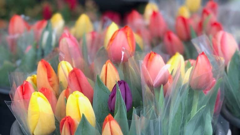Myths and Facts about Allergies