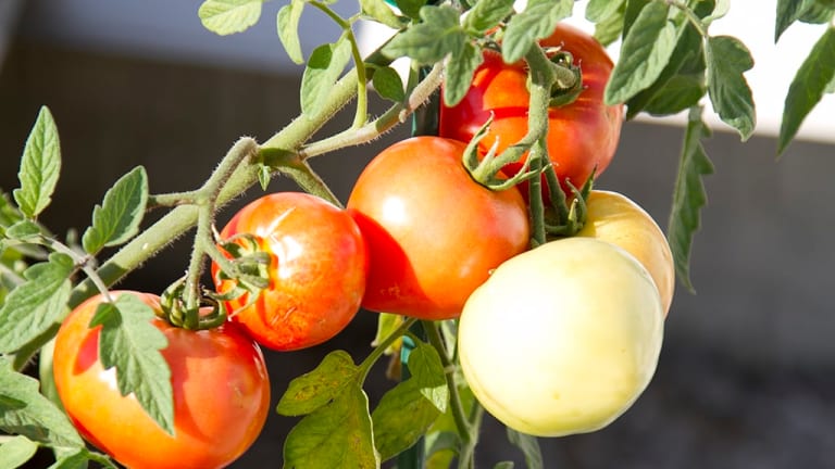 Healthy Eating Tips and Meal Prep Tricks for Summer