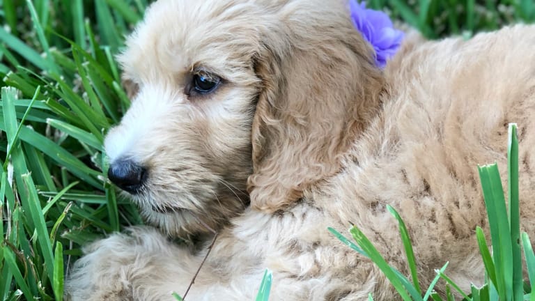 Are You Ready for a Puppy?