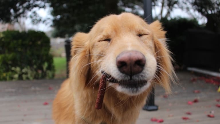 Tips on Dealing with Pet Loss