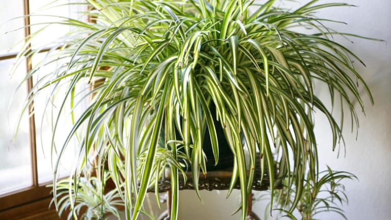 Aromatic Plants That Help You Breathe Better