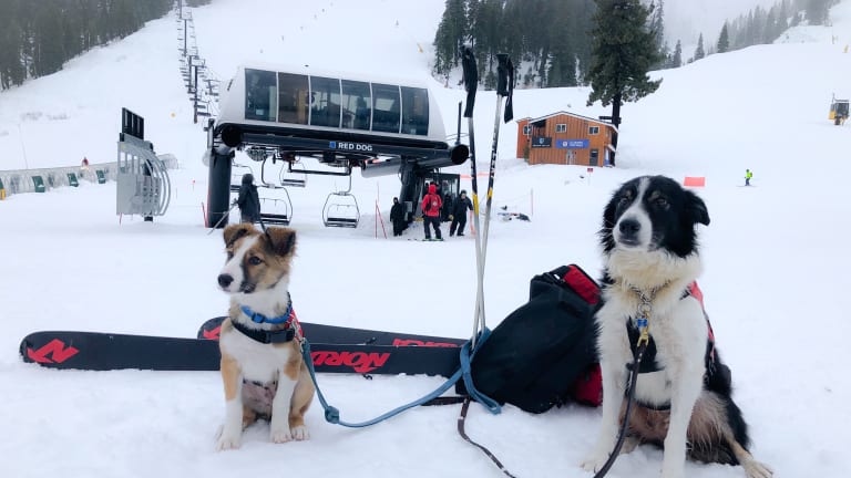 Palisades Tahoe Alpine Rescue Dogs