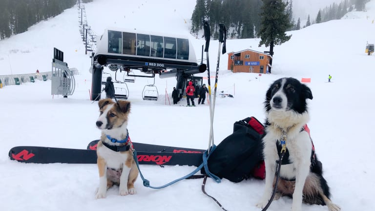 Squaw Alpine Rescue Dogs