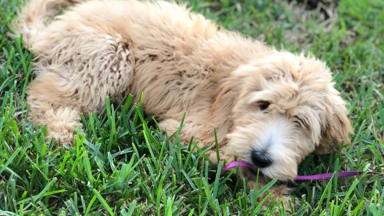 How to Teach Kids Dog Safety