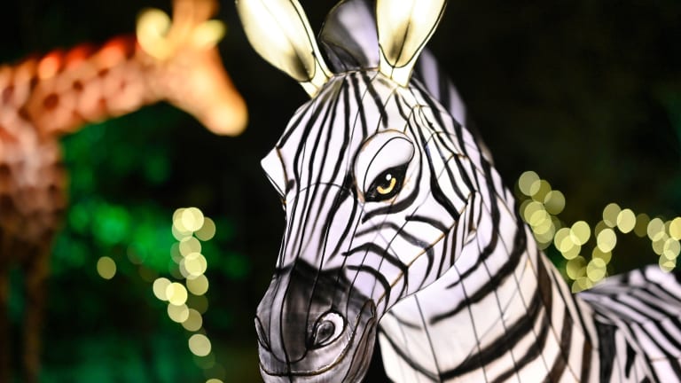 Holiday Lights at the Bronx Zoo in NYC