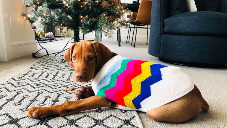 Holiday Gifts for Dogs and the Humans who Love Them