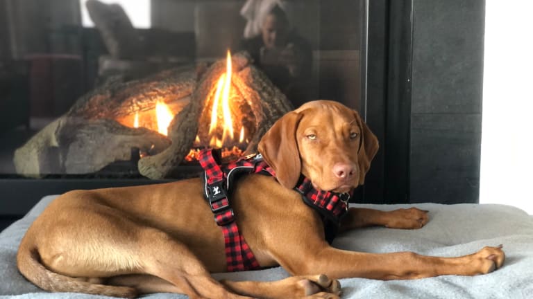 Money Smart Guide to Pet Insurance