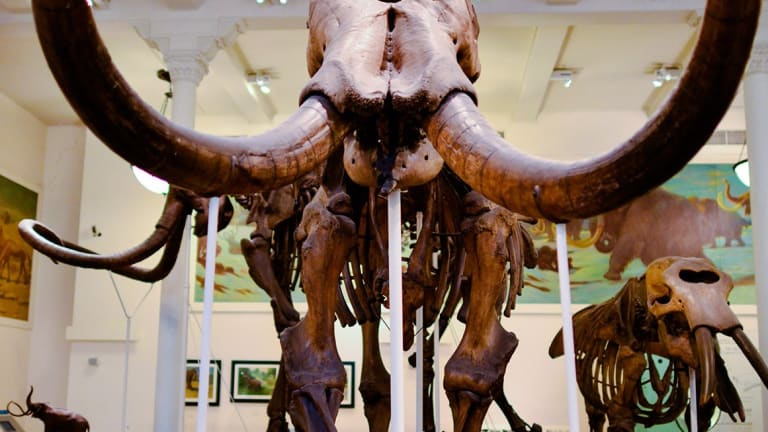 Visit to the American Museum of Natural History