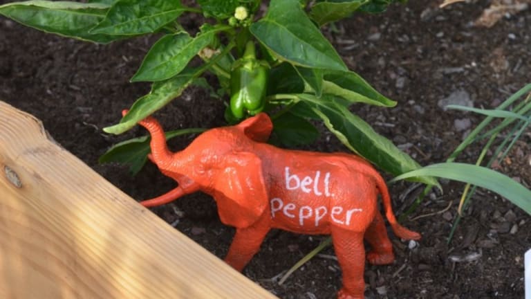 Kid Craft: Safari Animal Garden Markers
