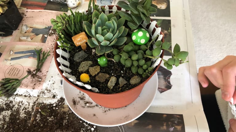 Celebrate Earth Day with a Succulent Garden