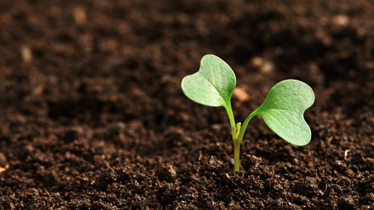 Important Earth-Day Ideas and Activities for the Whole Family
