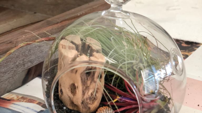 Make An Air Plant Terrarium