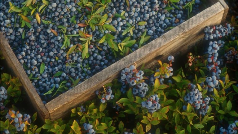 Why You Should Add Wild Blueberries to Your Diet