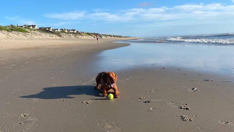 How to Care for Your Dog in Extreme Heat