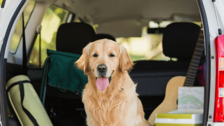 How to "Road Trip" With Your Furry Kids