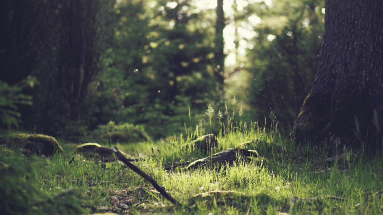 Find Your Zen with Forest Bathing