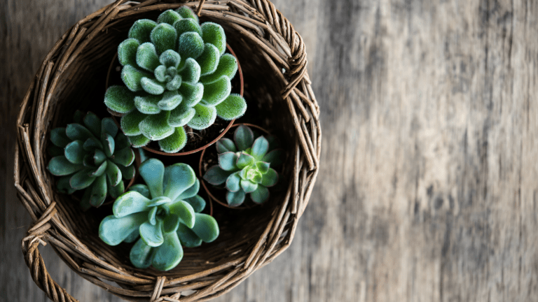 How to Use Houseplants