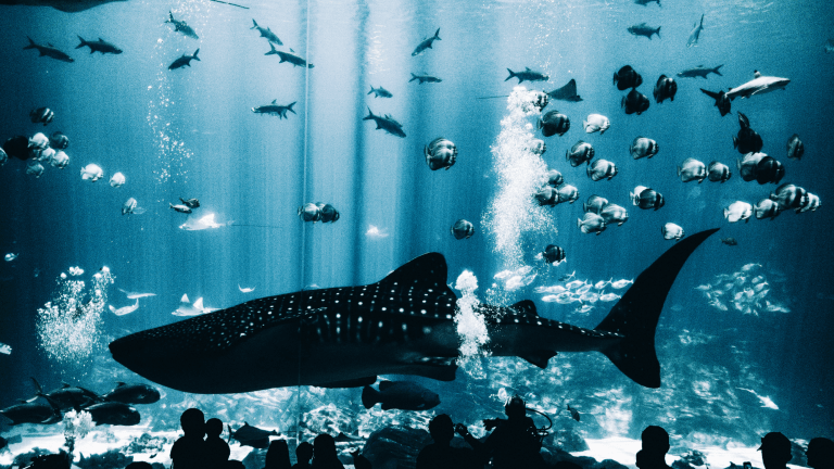 Shark Inspired Must Haves