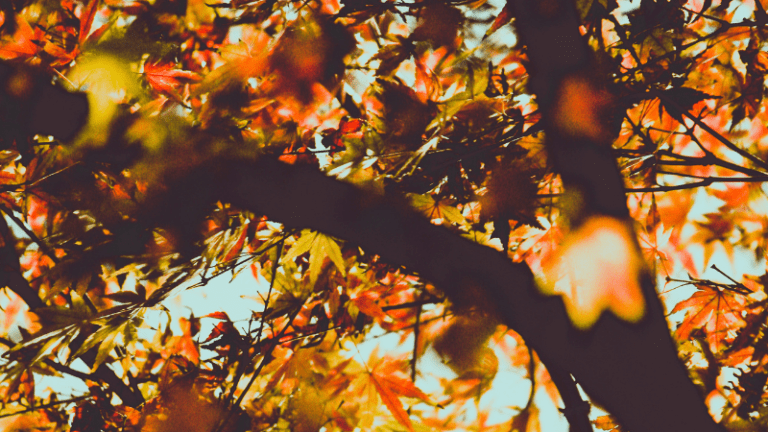 5 Ways to Boost Your Mood This Fall