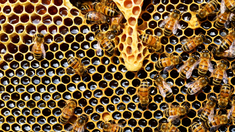 5 Ways to "Bee" More Bee-Friendly