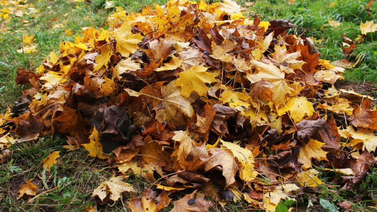 Family Yard Fall To-Dos