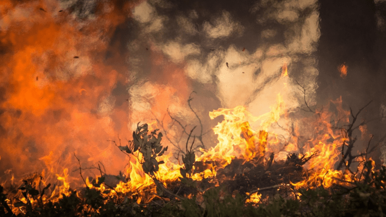 Wildfire Safety: How to Stay Safe Living in a Fire Zone