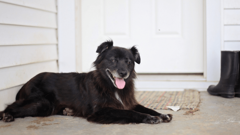 8 Ways to Be a Responsible Pet Owner