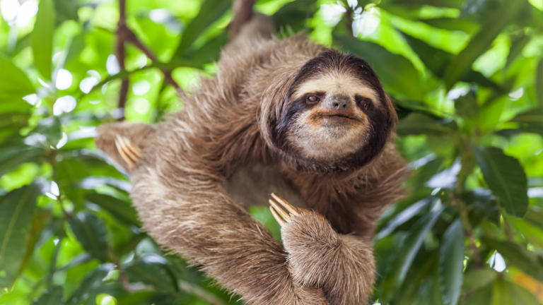 How to Celebrate International Sloth Day