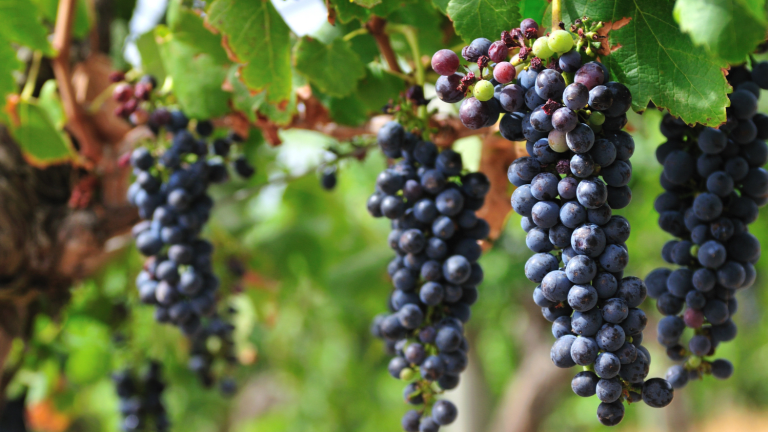 What is Organic Wine and Why Does it Matter?