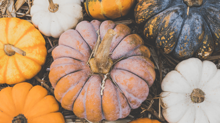 Five Tips for the Perfect Pumpkin Patch Visit