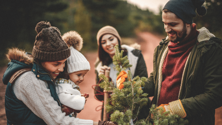 Guide to Buying a Christmas Tree
