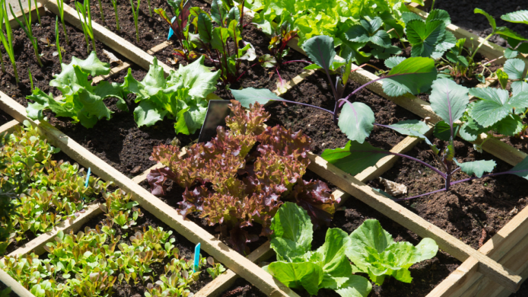 Container Vegetable Gardening for Family Fun