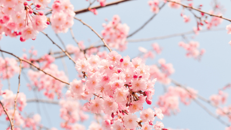 Cherry Blossom Time in Brooklyn