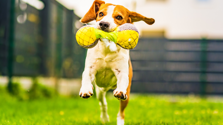 How to Make Your Yard Dog Friendly