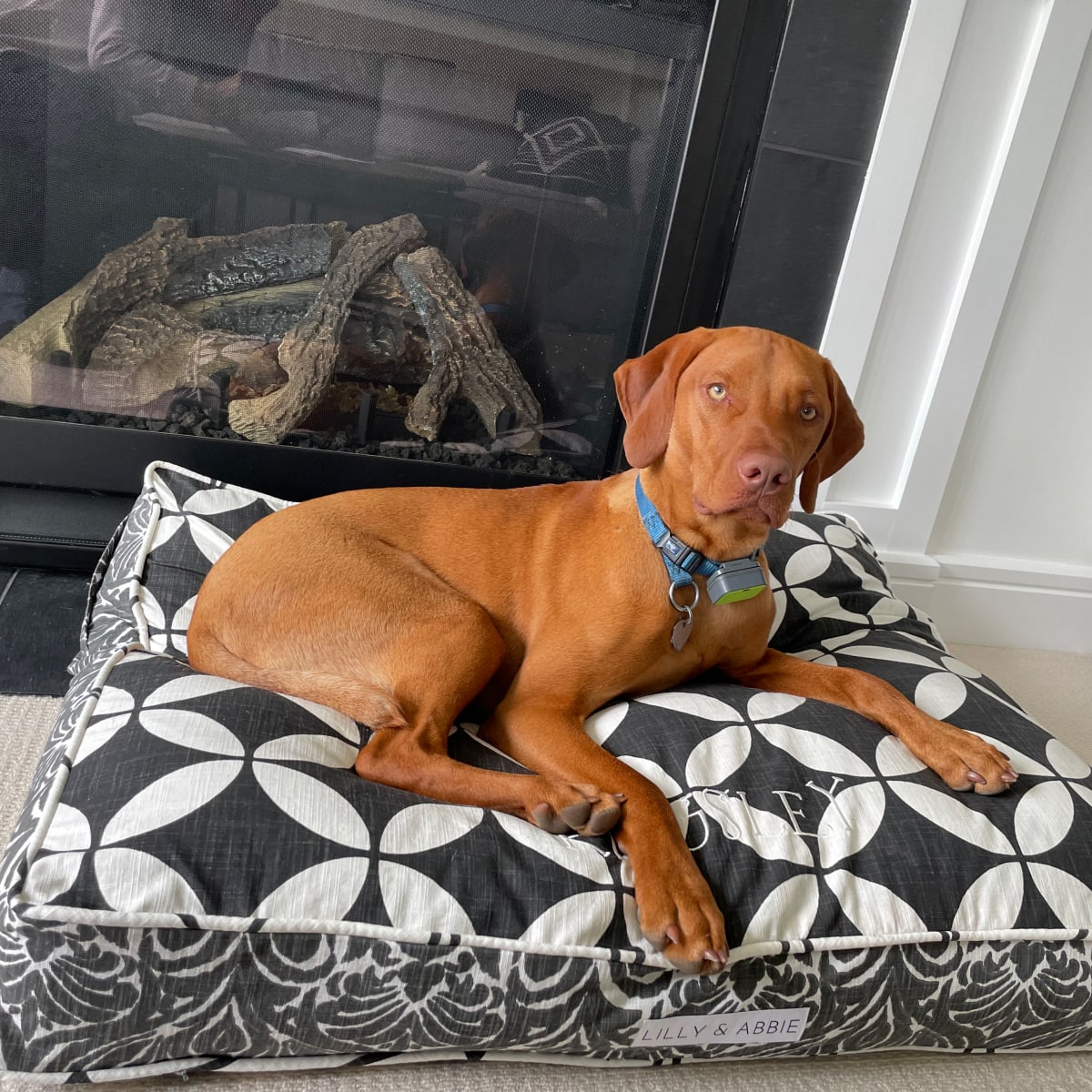 Vizsla new arrivals raw diet