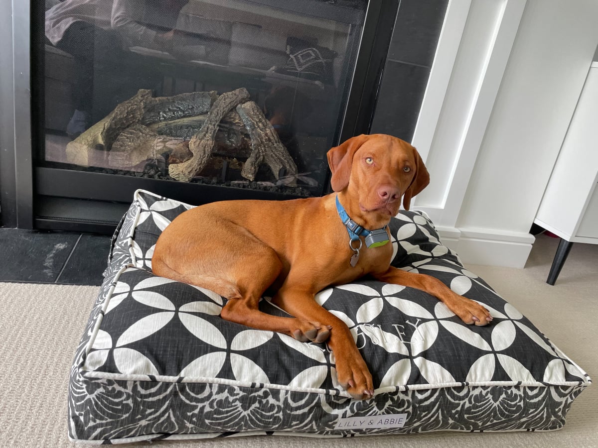 Is a Vizsla a Good Dog for Your Family MomTrends