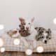 Shop for the dog bed here ($120)