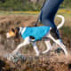 Shop the Kurgo Sweater here.($32.99)