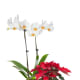 Just Add Ice Comet Orchid ($72)