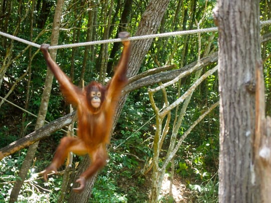 Malaysia Orangutan
