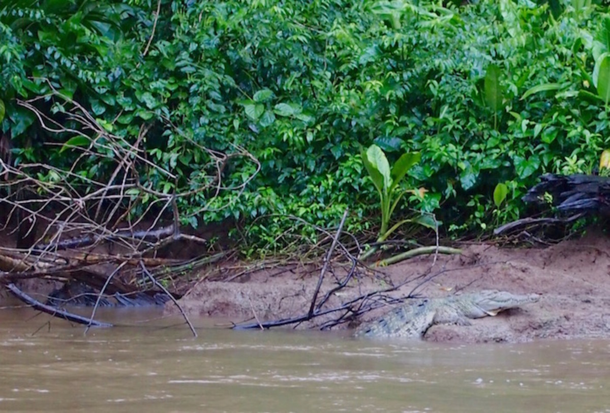 costa rica crocodile