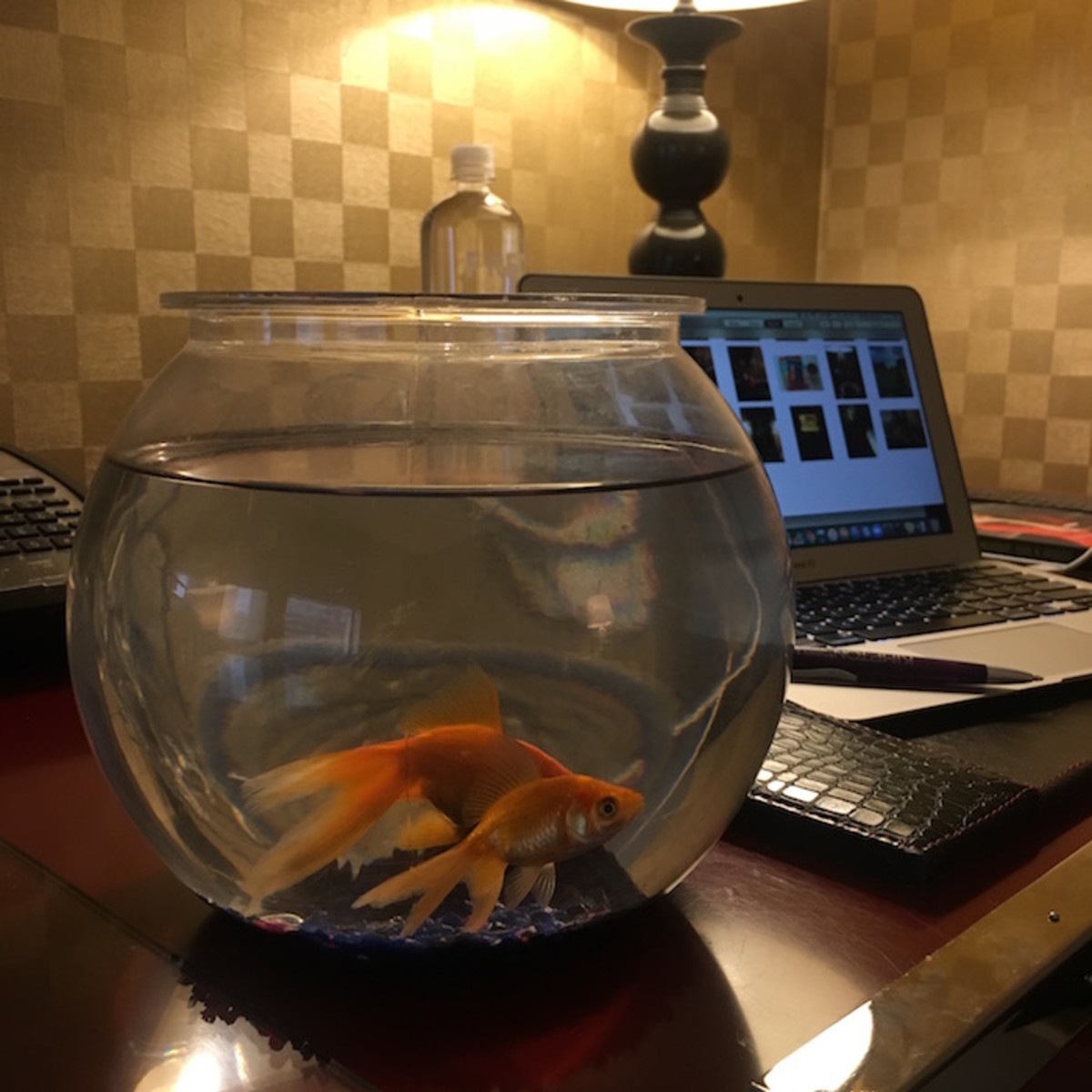 Kimpton Monaco Hotel Goldfish
