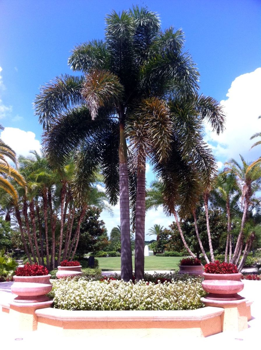 Palm tree at resort