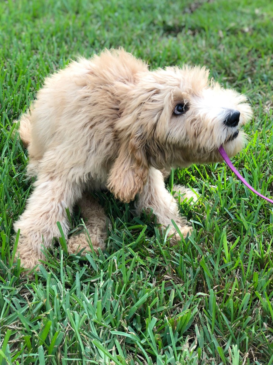 Goldendoodle puppy playing in the grass