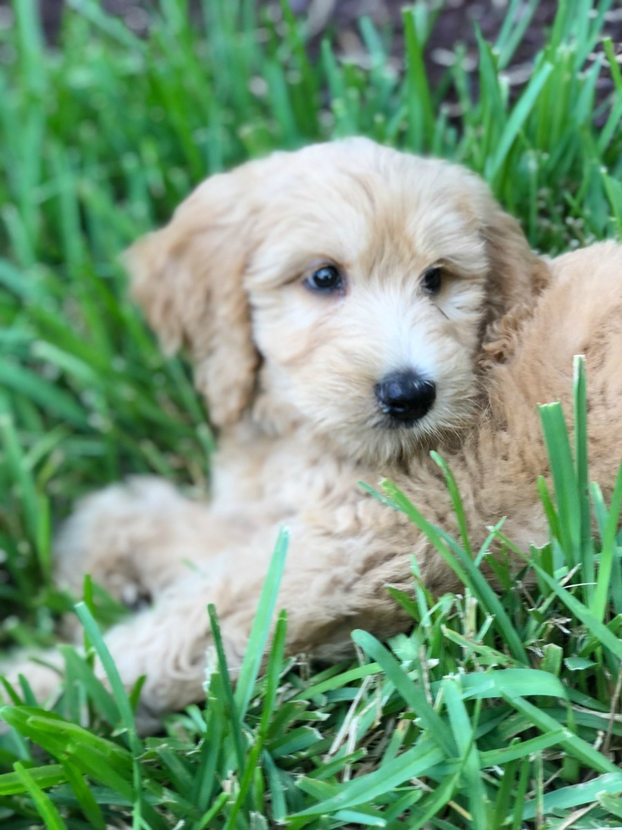 F1b Goldendoodle puppy