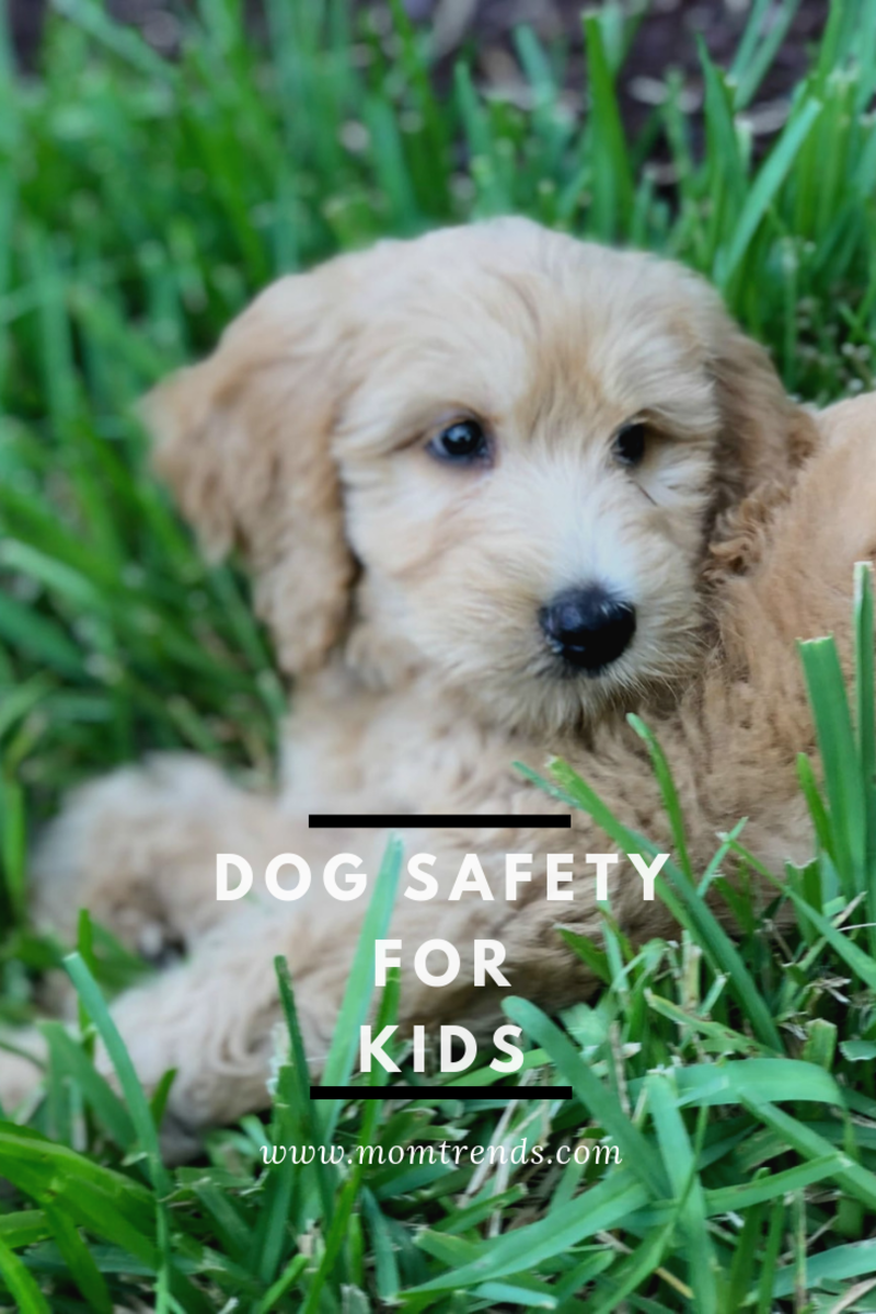 dog safety tips for kids